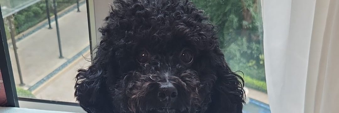 minizbie's profile banner image