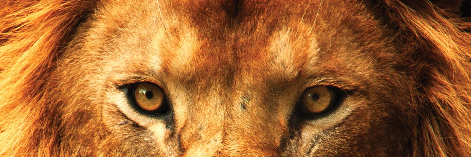 NSimba Webster 🇨🇩 banner