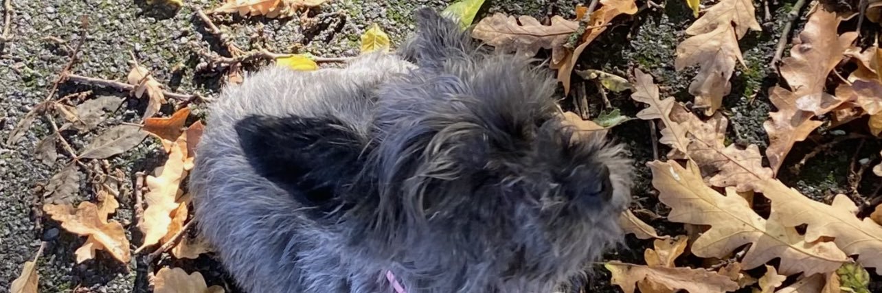 millierenex's profile banner image