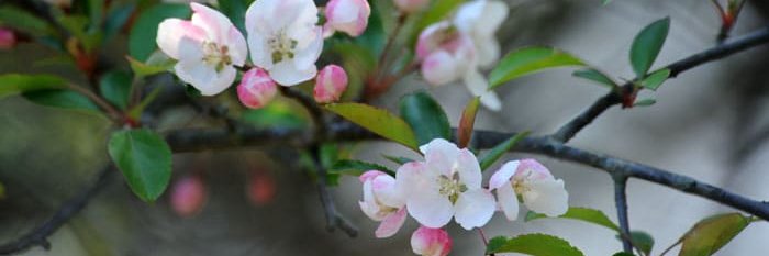 jun inkster 3 banner