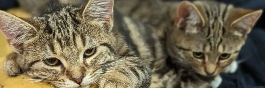 mrDKjaswal's profile banner image