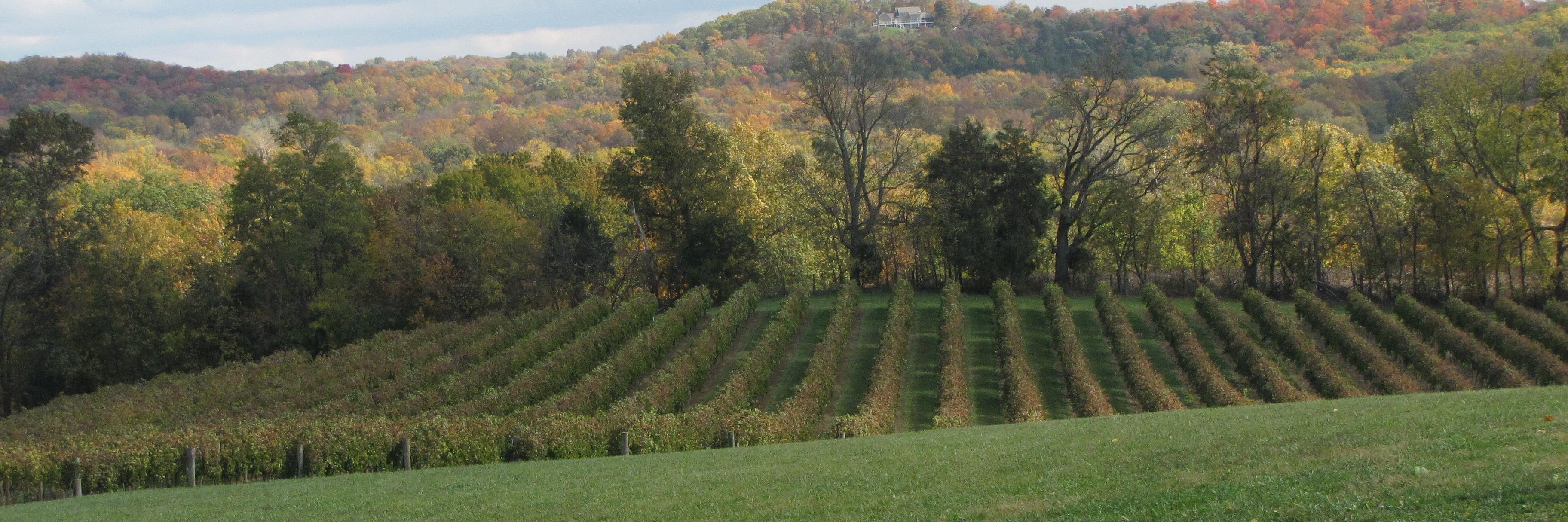 Christi Dixon banner