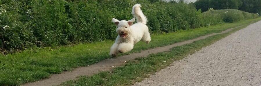 BrookeHamilton banner