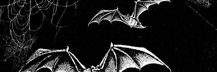 batlady07's profile banner image