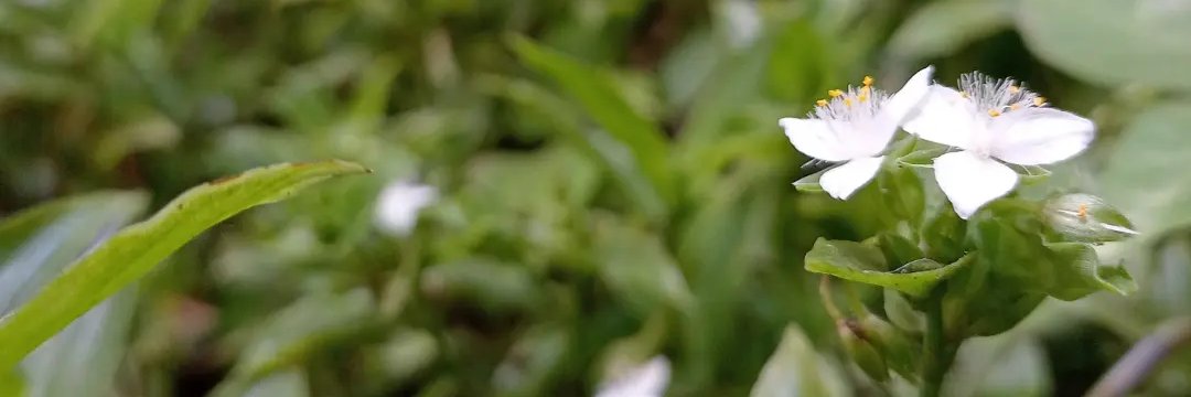 skildpad's profile banner image