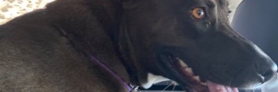Paw Designs banner