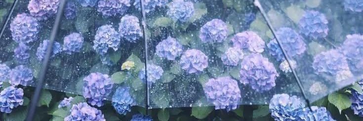 (discontinue)Bolette🍄🦋 | MPCss5 banner