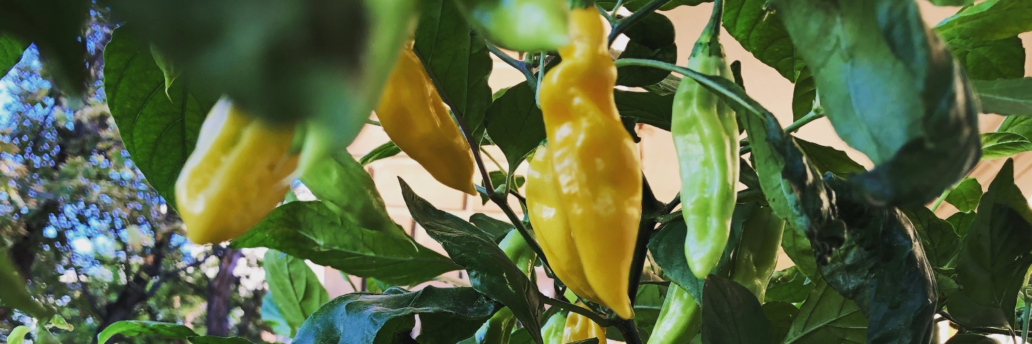 BigTonyKing's profile banner image