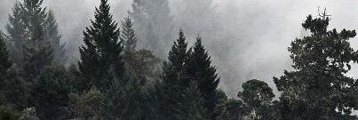 zinczoo's profile banner image