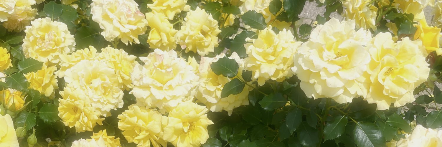 はな banner