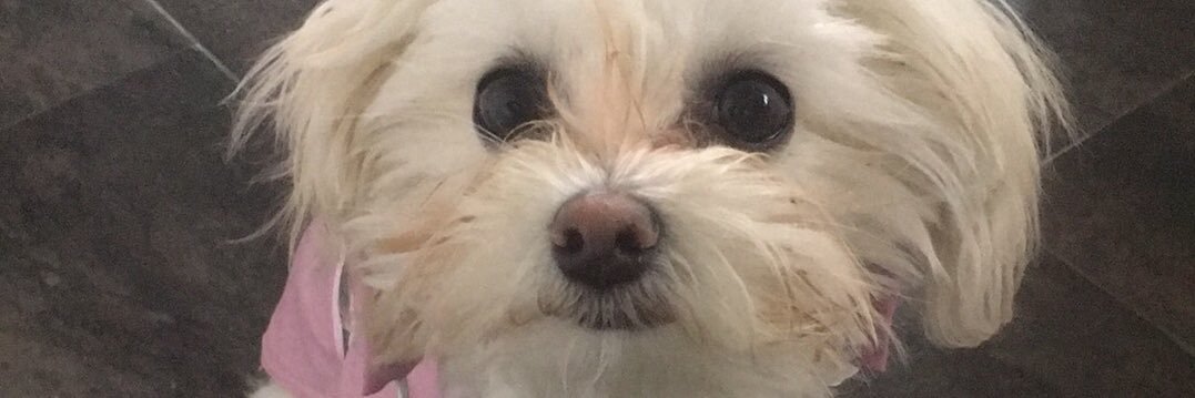 adele mcgrath banner