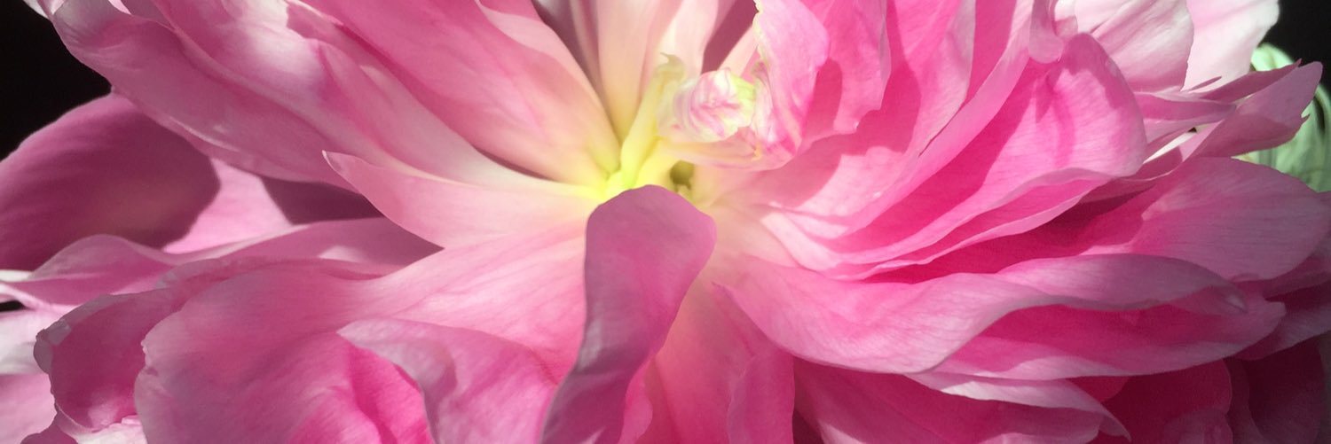 KellyNguyen's profile banner image