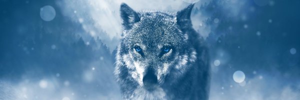 niTanLob0 Profile Banner