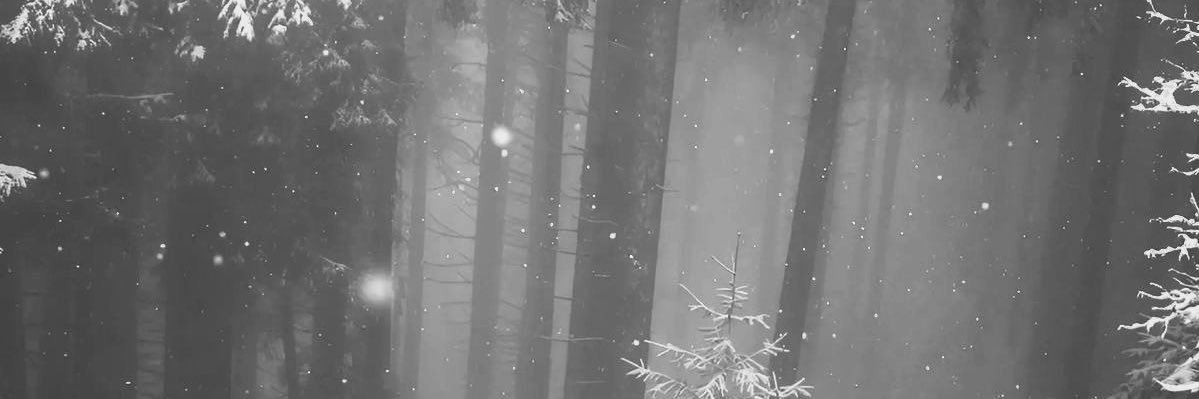 whitesnowforest's profile banner image