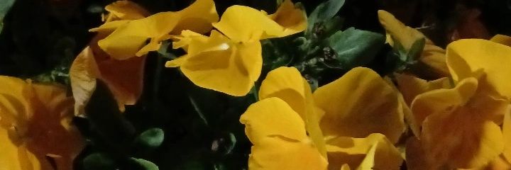 いおり banner