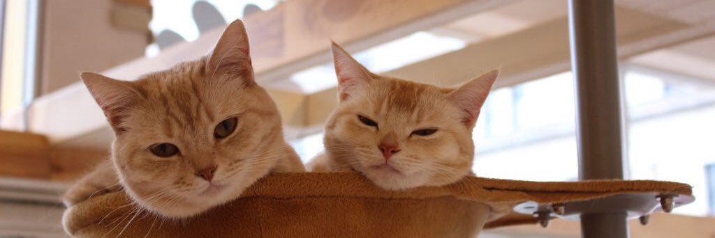 fru_frufru's profile banner image