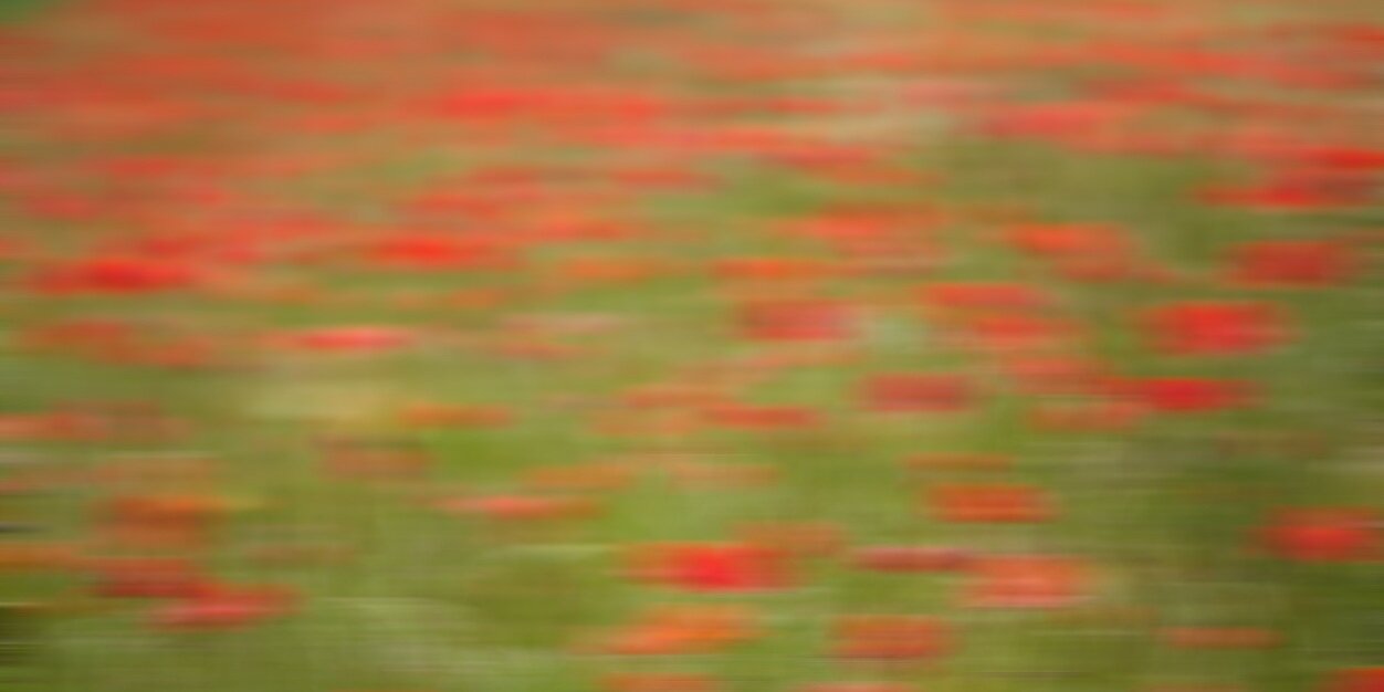 AnnNeemo1's profile banner image