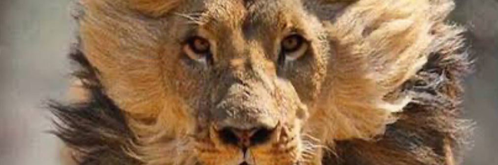 Bade banner