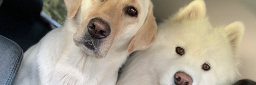whipitbrooks's profile banner image