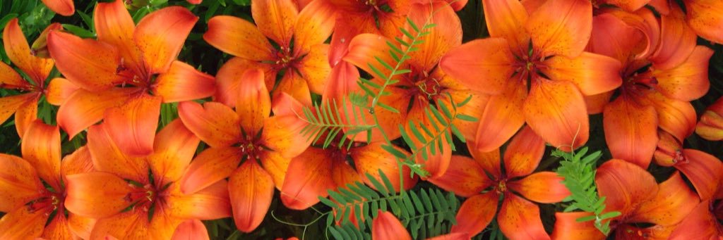 Marshalynn Morgan Franklin banner