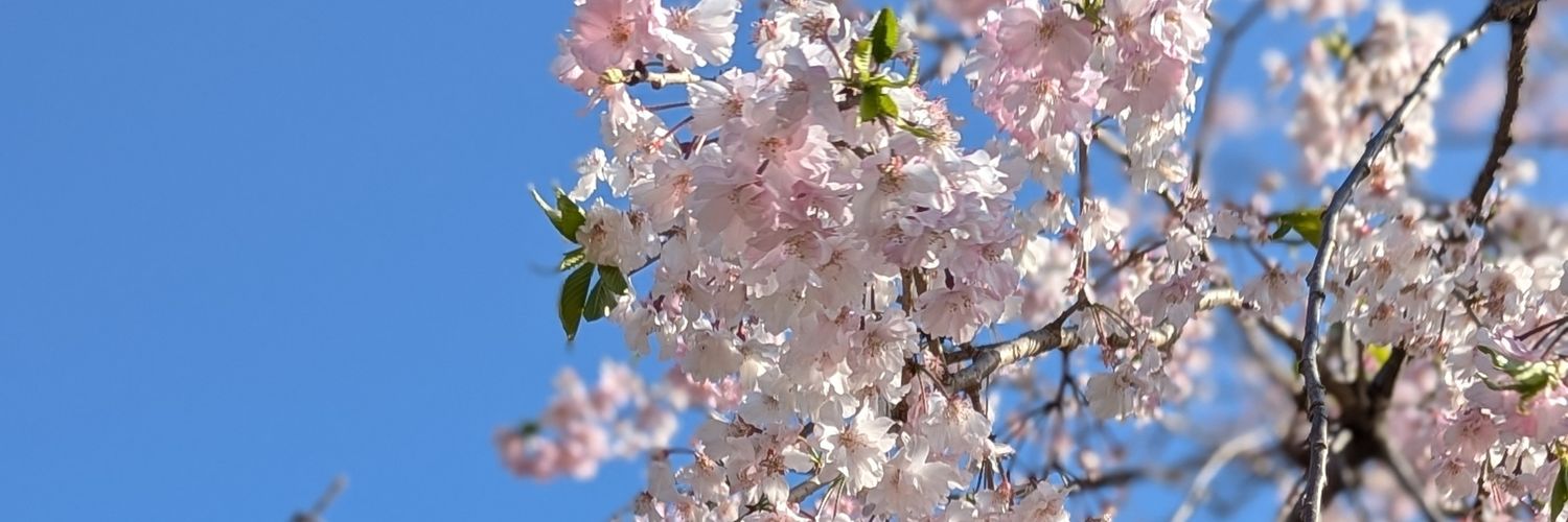 Rio_Kanda_124's profile banner image