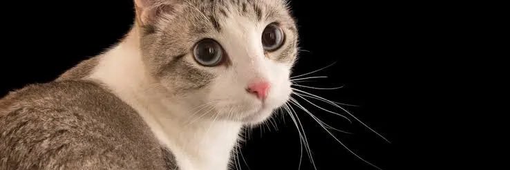 ราชาแห่งกรุงลงกา banner