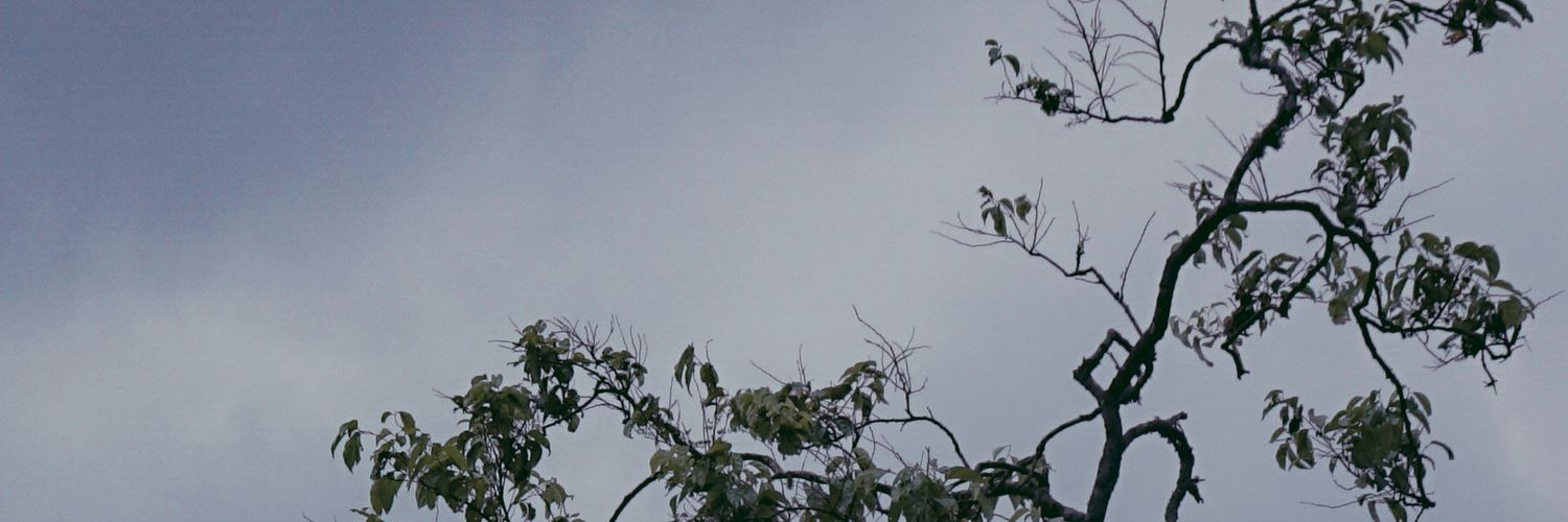 teguhtri_3's profile banner image