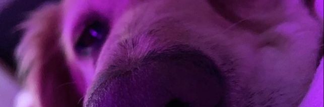 🧬 HEAVYBOI 🧬(กำลังปั่นใบโค/ติดงาน) banner