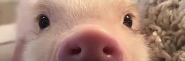 sinashozzang Profile Banner