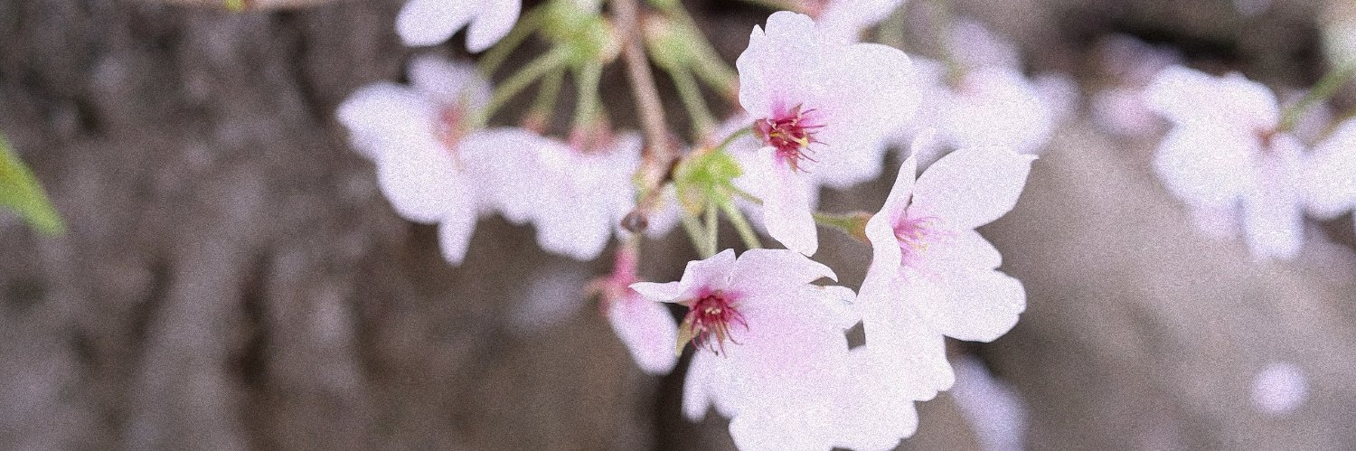 uiuichan_desu's profile banner image