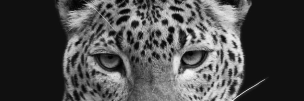 MrsAlya0's profile banner image