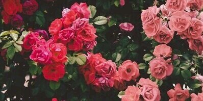 cgdancer612's profile banner image