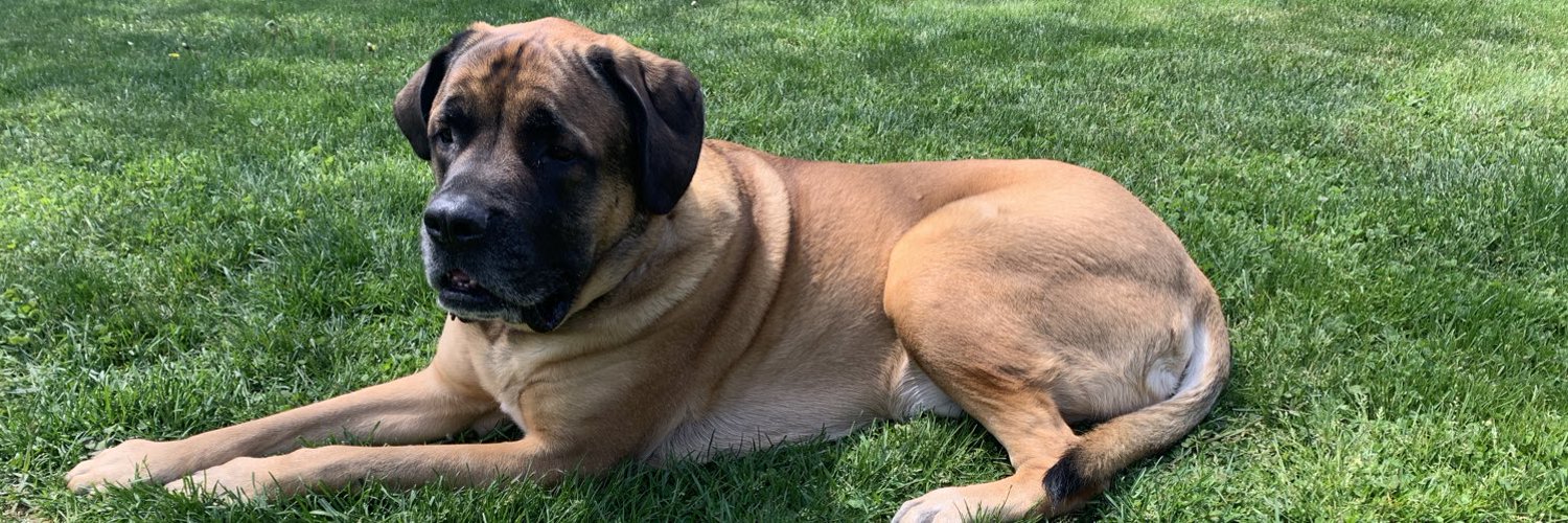 Joey Langone (JoeyLangone) / Twitter