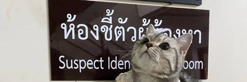 BadMeow555's profile banner image