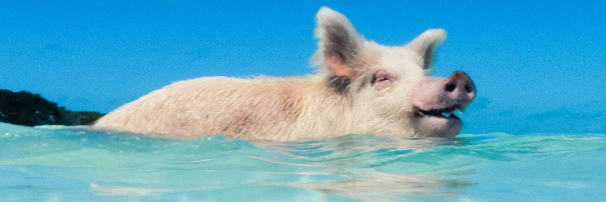 brianisup's profile banner image