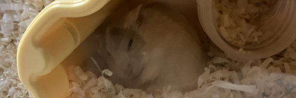 NokdooHam Profile Banner