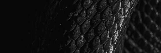 𝐍𝐨𝐫𝐭🐍 banner