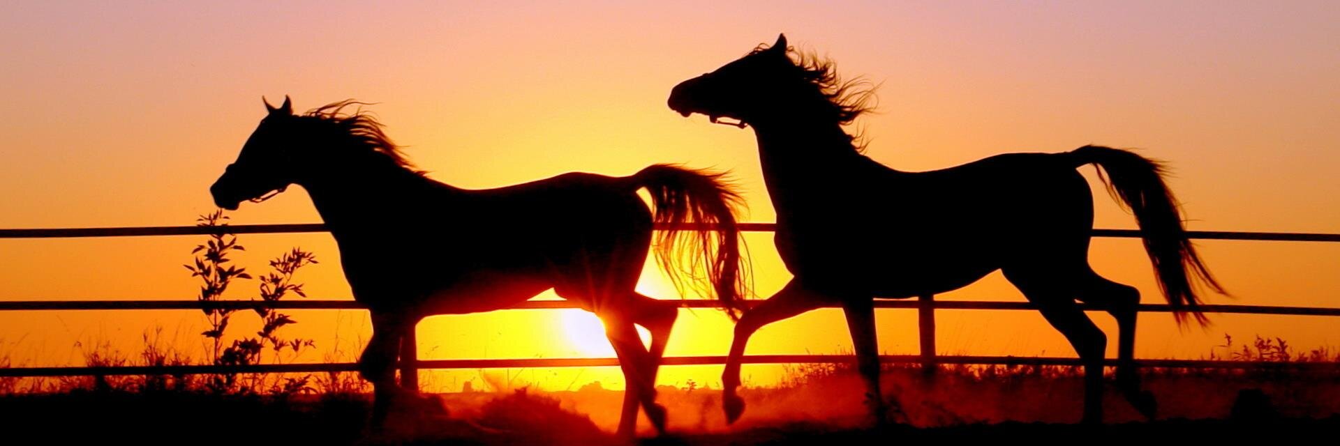 CowboyLoft's profile banner image