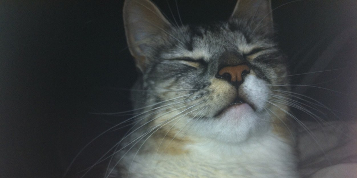 MManizzzzel's profile banner image