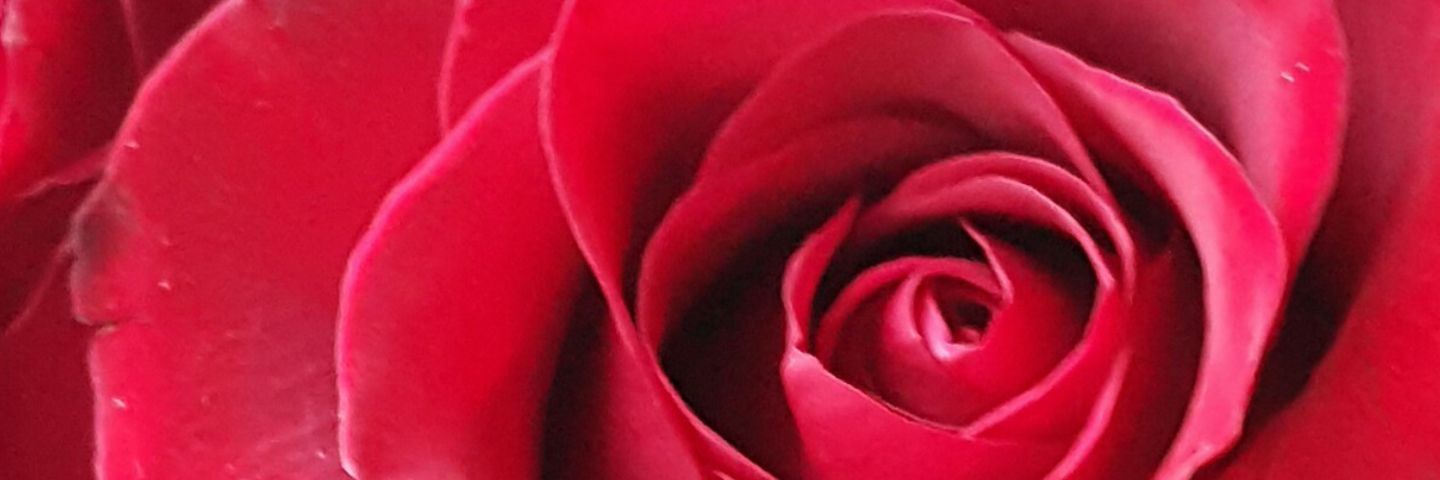 carleytc's profile banner image