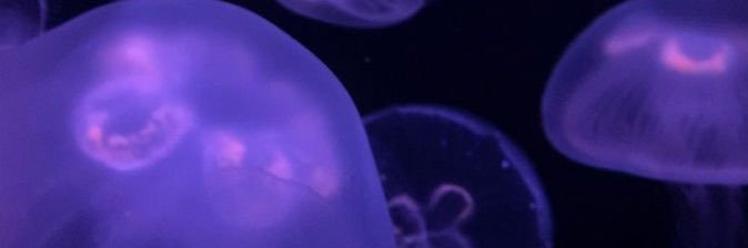 daniela_4489's profile banner image