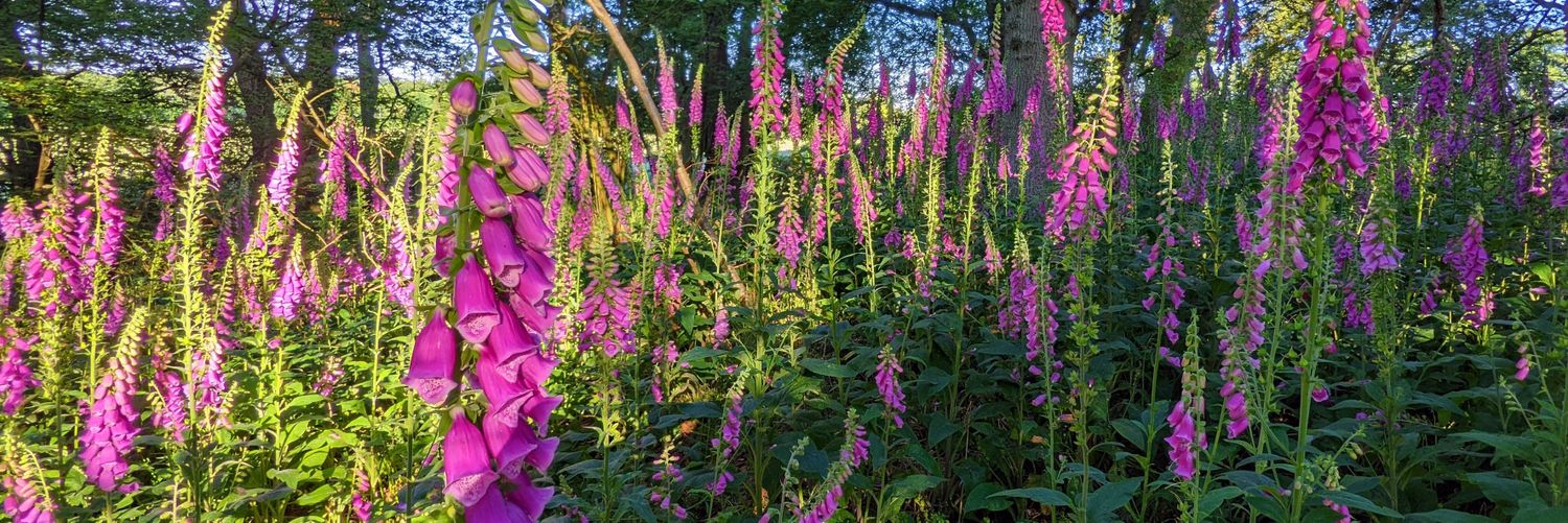 Nick Townsend banner
