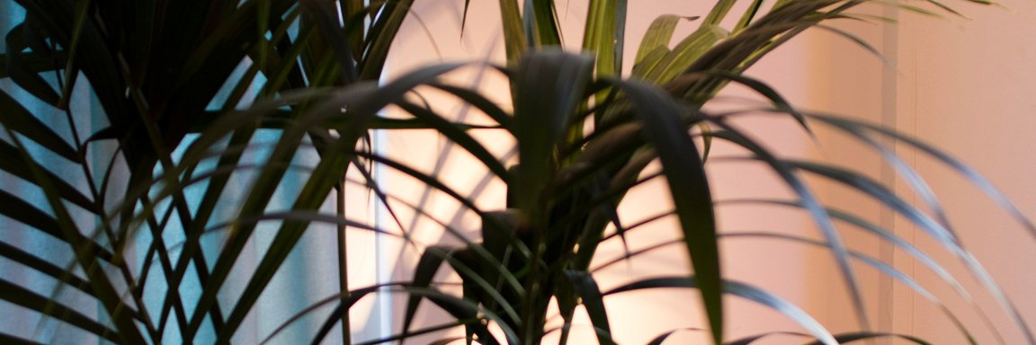 Federico Lange banner