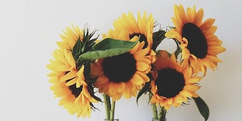 ms_mulata's profile banner image