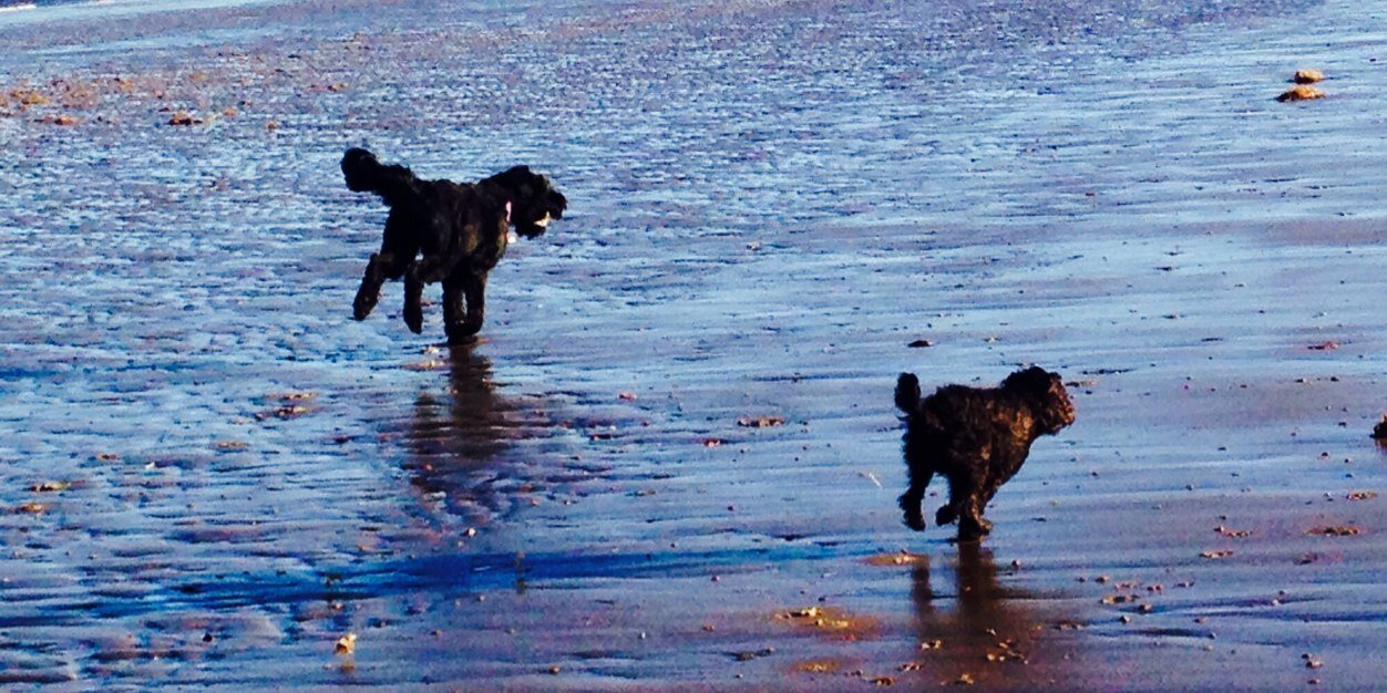 schnauzerbenson's profile banner image