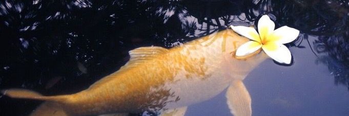 fawnmue banner