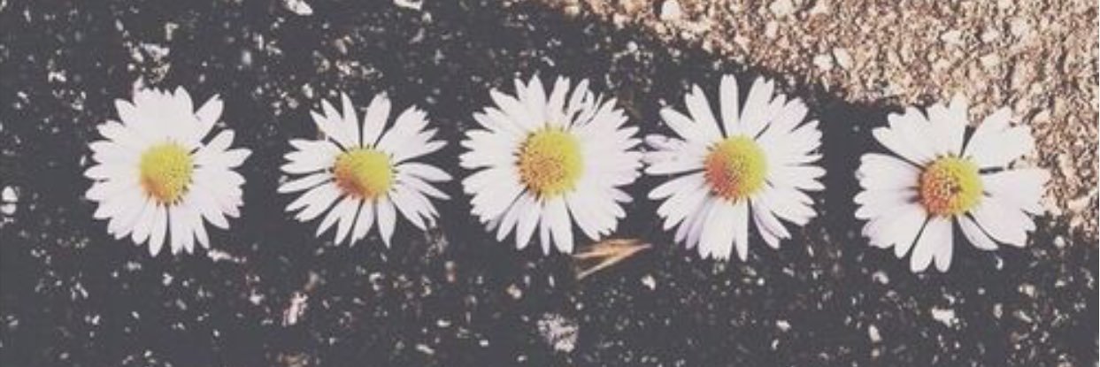 AmandaCairo's profile banner image