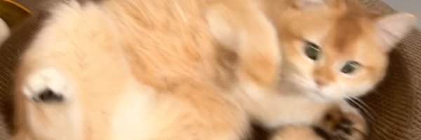 yienn__n Profile Banner