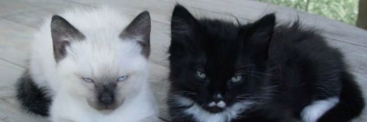 ☾ banner