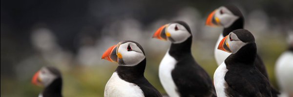 ypsPuffin Profile Banner